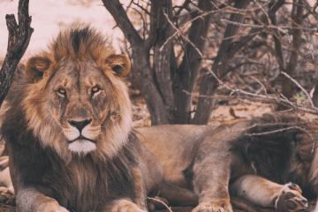 daniel in the lion's den