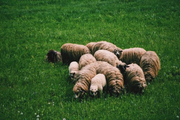 Guard Your Flock: How to Recognize a Bad Pastor's Impact