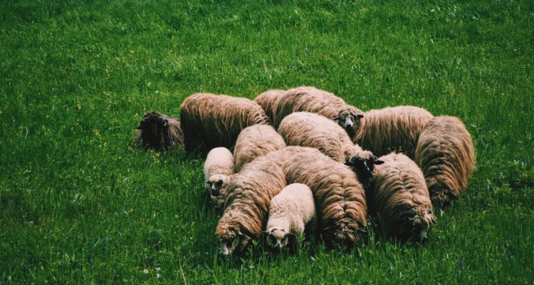 Guard Your Flock: How to Recognize a Bad Pastor's Impact